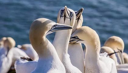 苏格兰足球队的令人惊叹的胜利之旅