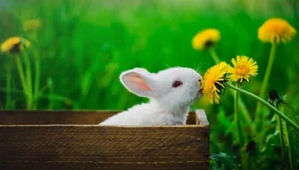 女足比赛新晋级规则：为全球女足赛事注入新活力